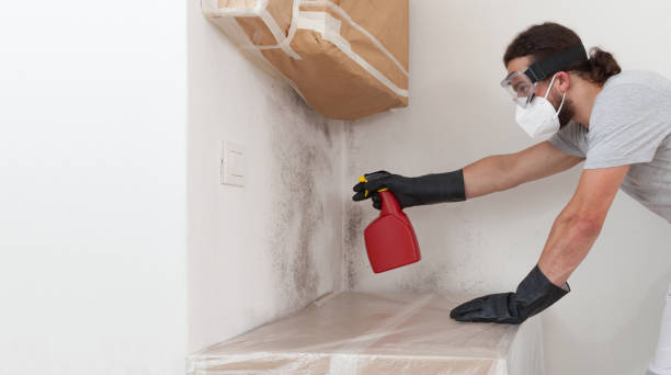 Professional Black Mold Remediation technician working in Douglas, MI