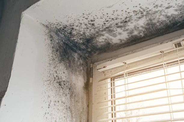 Affordable Black Mold Remediation solutions in Douglas, MI